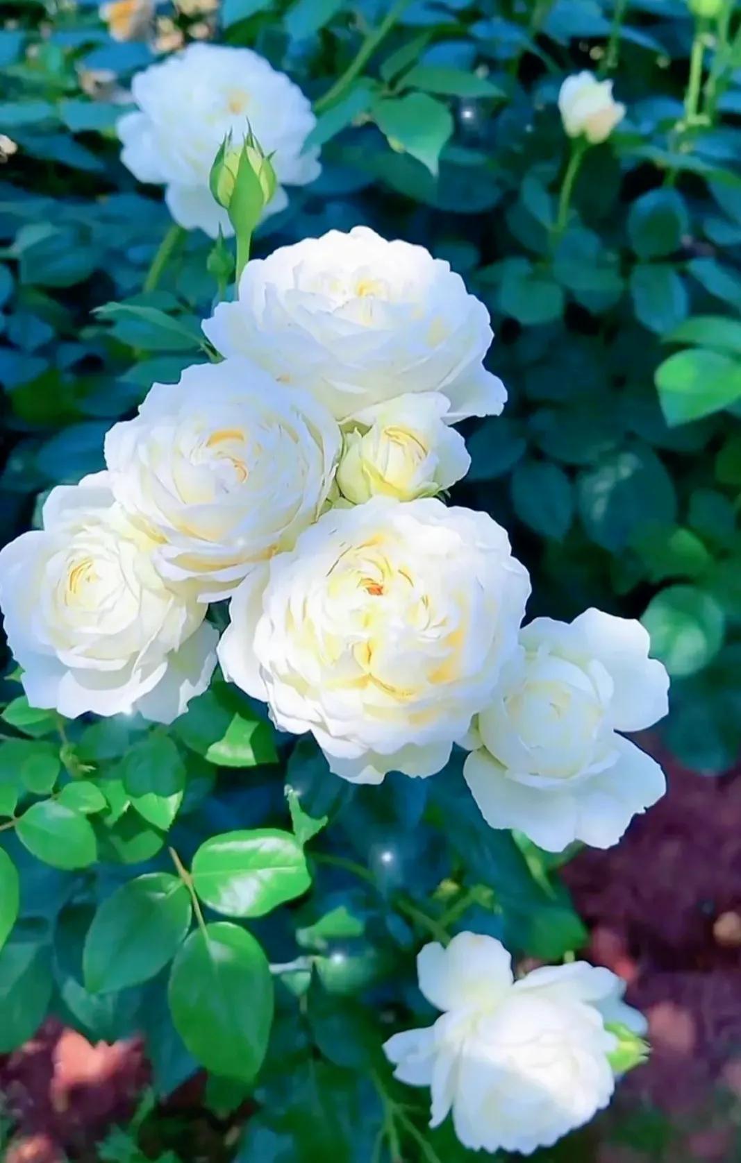 我爱月季花完整版,我爱月季花300字作文