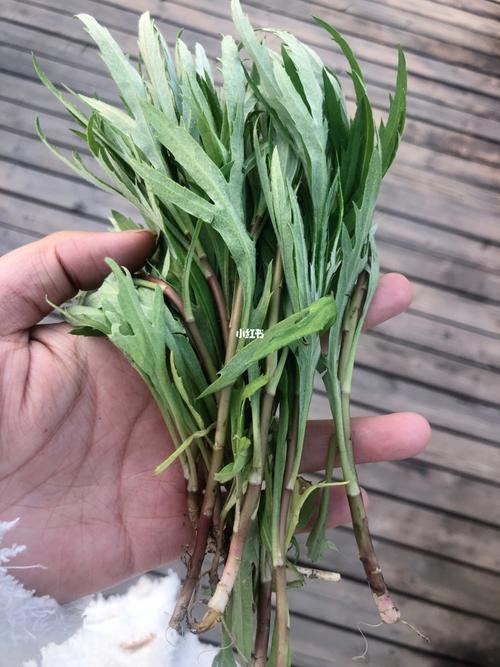 有一种野菜叫荠菜有什么营养,野菜面条菜有什么营养成分