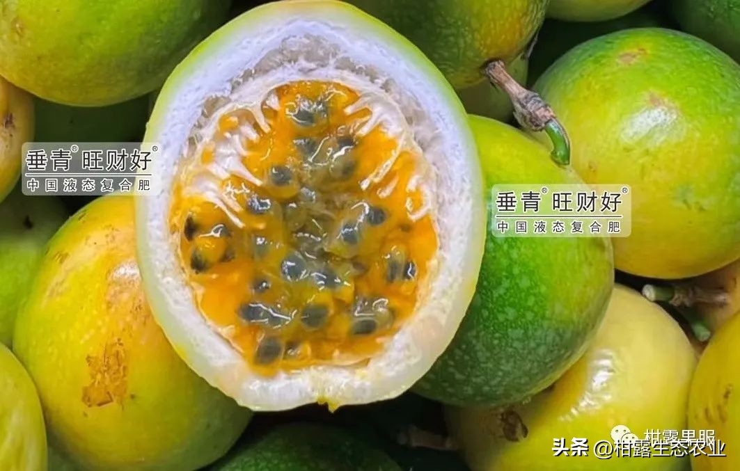 钦蜜九号百香果最新价格,正宗钦蜜9号百香果是哪里产的