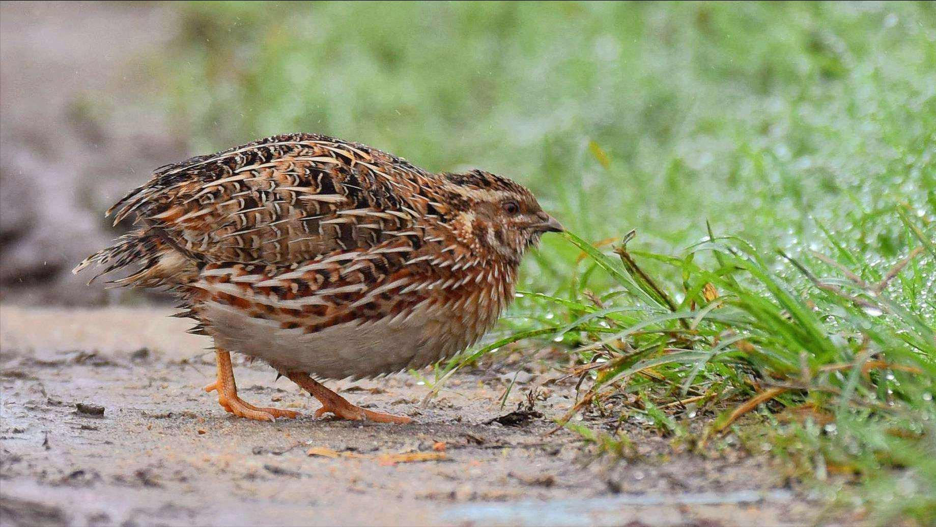 鹌鹑的饲养管理与疾病防治方案,鹌鹑养殖场怎么消毒视频