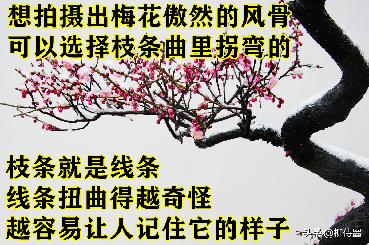 拍摄梅花多重曝光的技巧,拍摄梅花用什么镜头最好