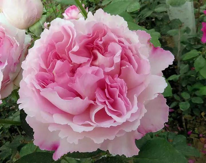 常见切花月季一览（40）（接上期）