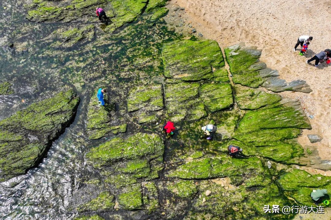 大连最全的赶海攻略,良心推荐大连赶海全攻略