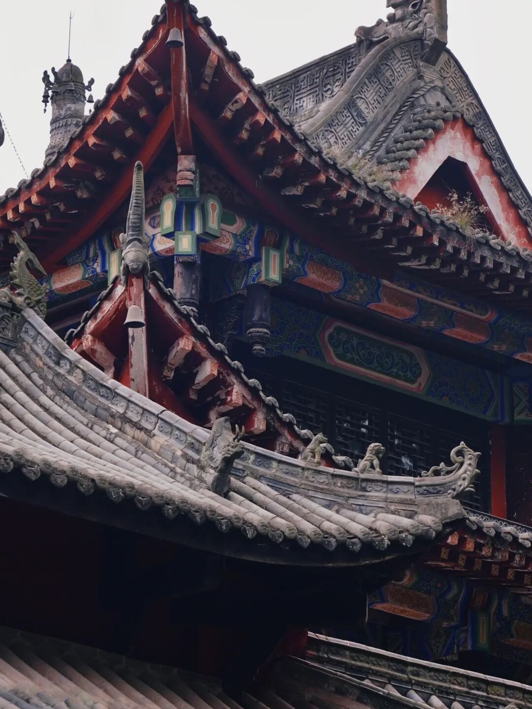 金鸡菊花海旅游攻略,金鸡菊花海美景