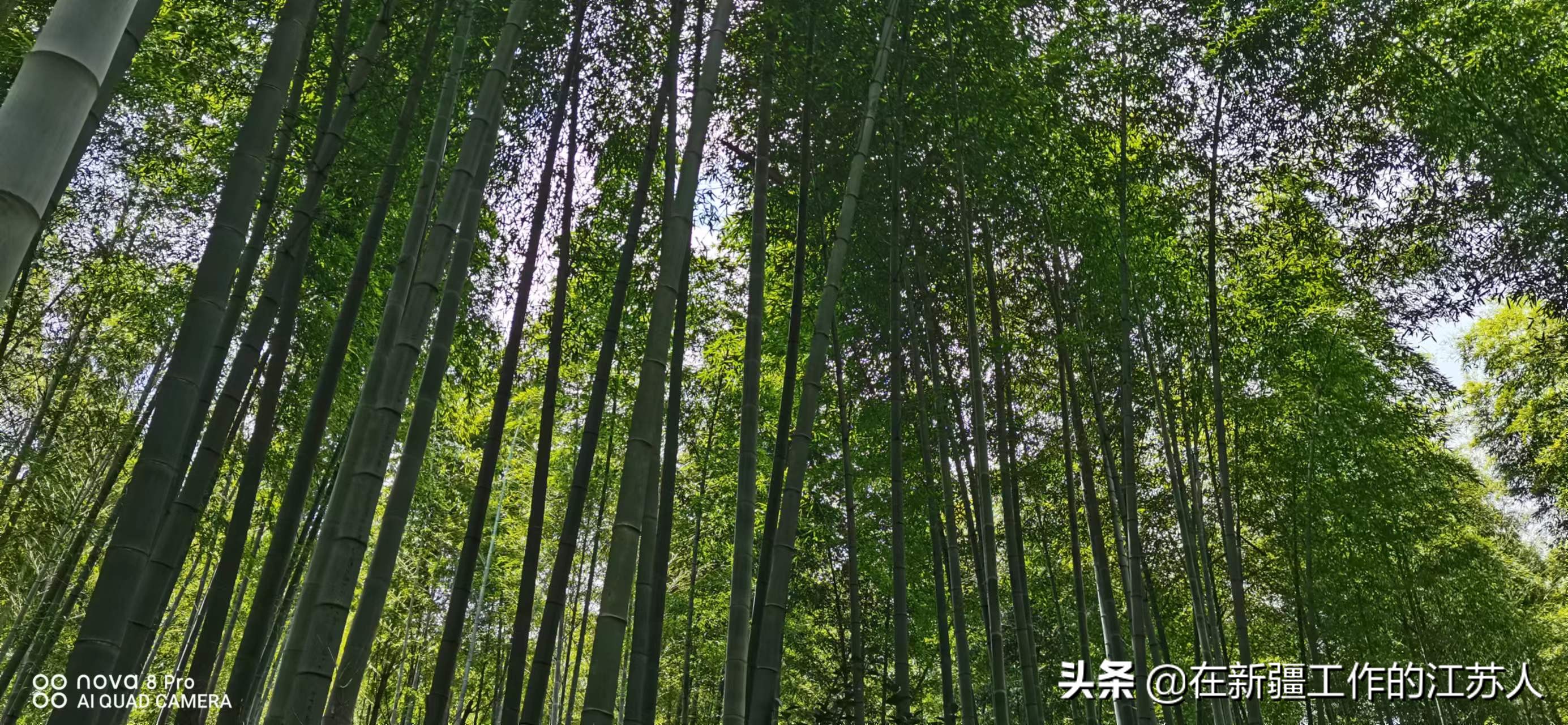 南山竹海是玩什么的,南山竹海最好的地方