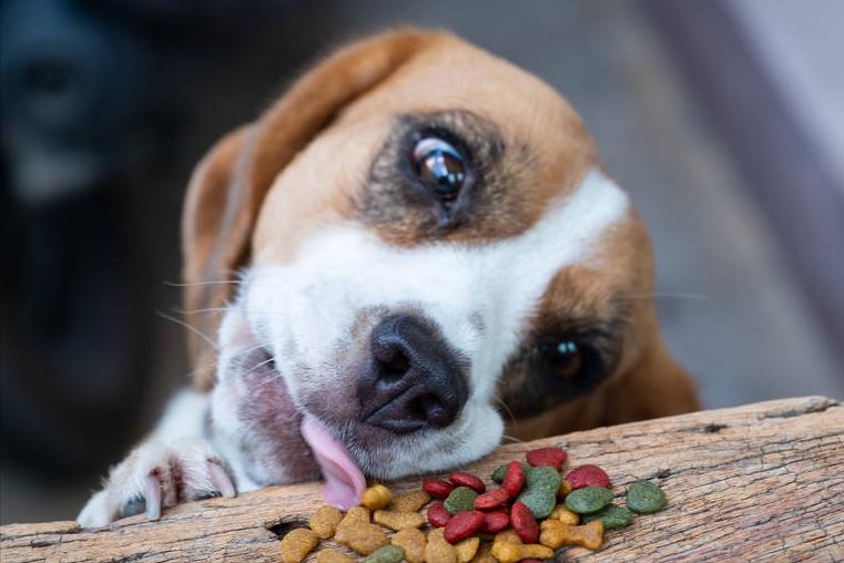 判断狗狗有没有狂犬病的三种方法,狗狗狂犬病早期的10个征兆