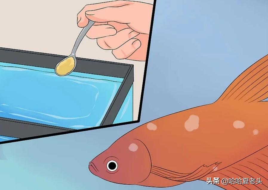 怎样拯救要死的斗鱼,怎么抢救奄奄一息的斗鱼