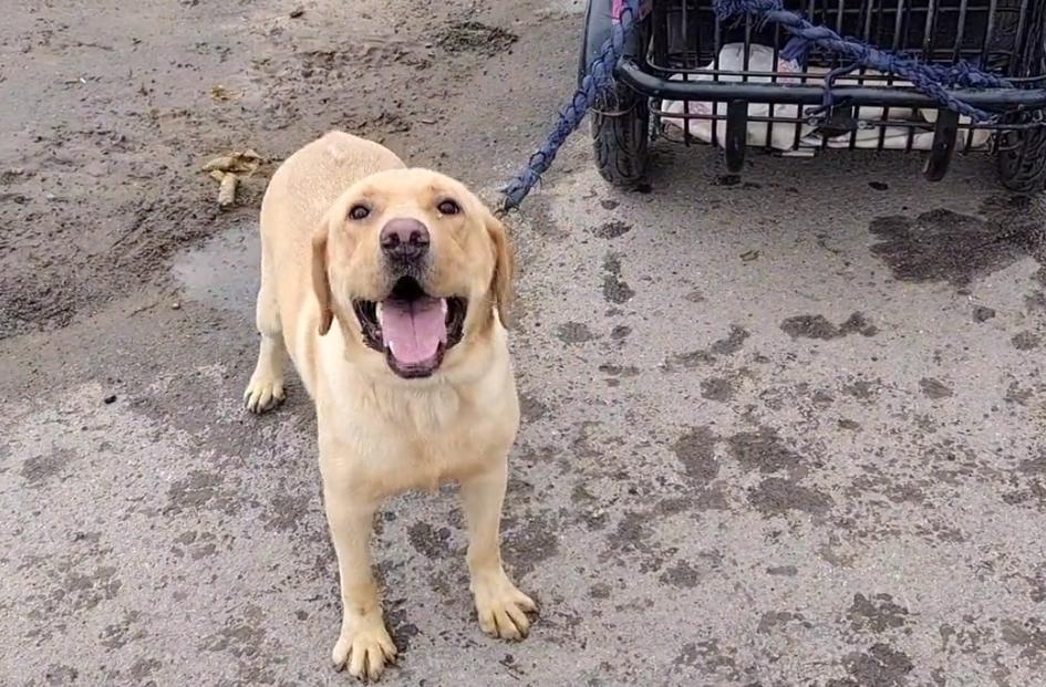 拉布拉多疑遭主人卖给狗贩子,拉布拉多成年犬易主