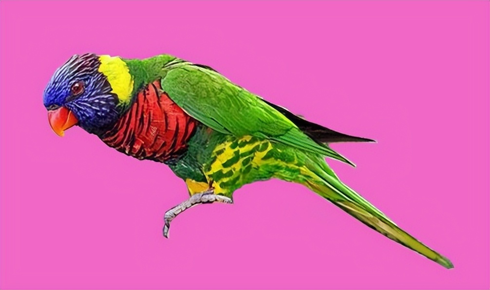 和尚鹦鹉幼鸟上下点头是什么意思,玄凤鹦鹉上下点头什么原因