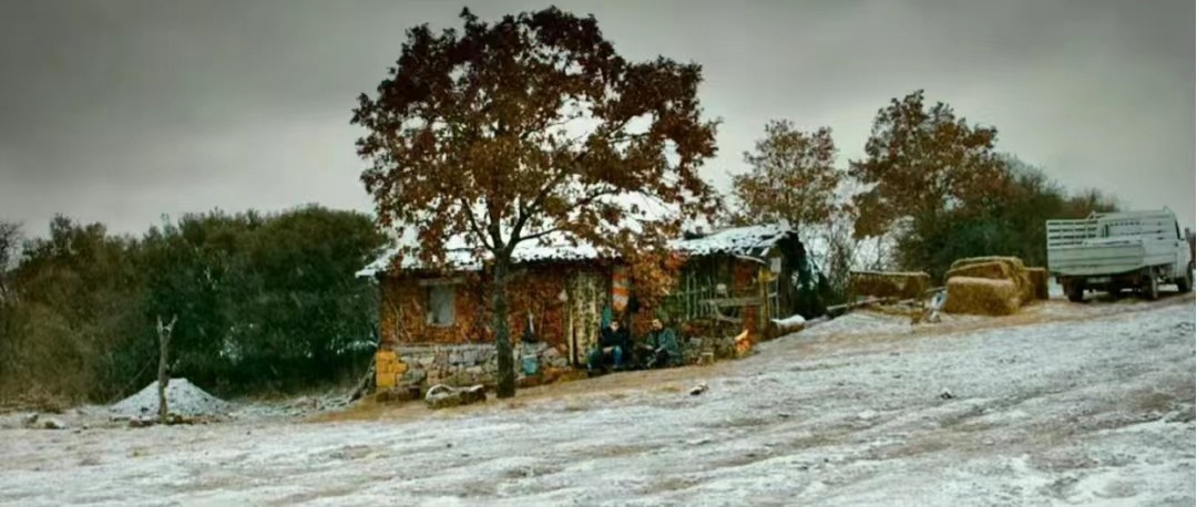 野梨树完整版免费观看,关于野梨树的电影