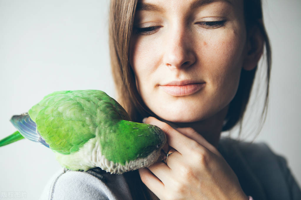 鹦鹉咬人怎样训练它不咬人,如果鹦鹉咬人特别厉害要怎么训练