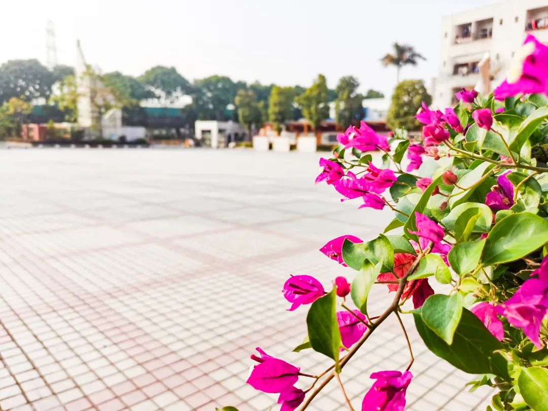 石碣四海学校是公办还是民办,东莞石碣四海学校最新视频