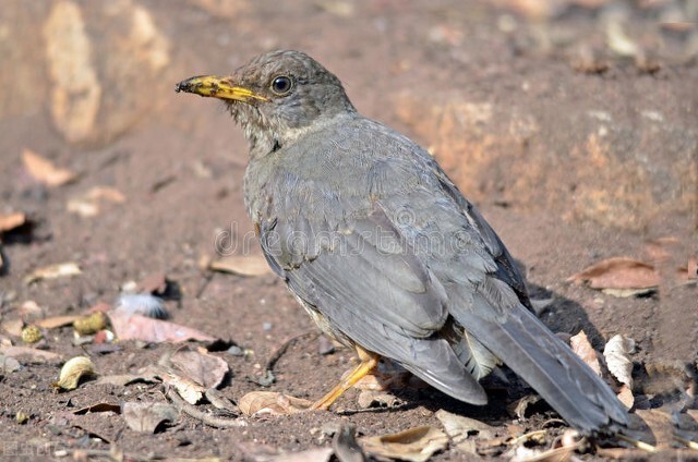 你不知道的国家冷知识玻利维亚篇,你不知道的国家冷知识多米尼加篇