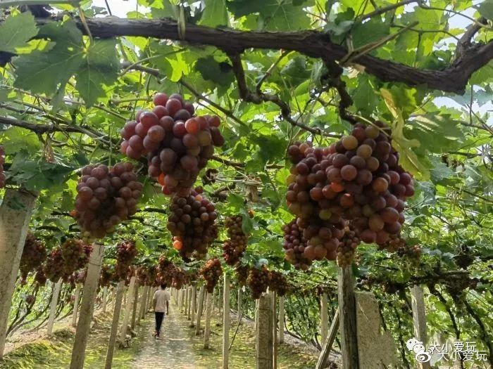 北京周边也有这么多超好逛的小镇、古镇、小山村，门票全免费！