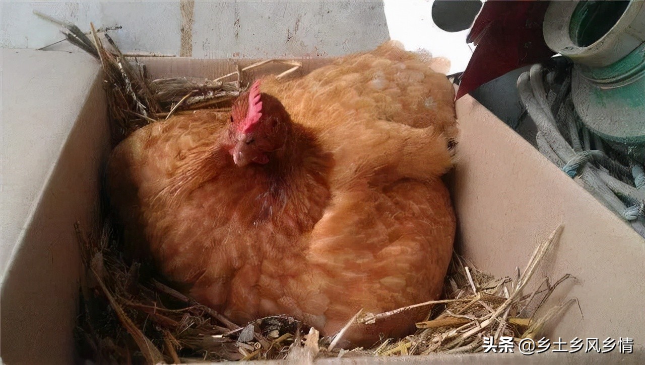 用纸盒子做孵化器不用电灯泡,制作迷你小鸡孵化器不用电灯泡