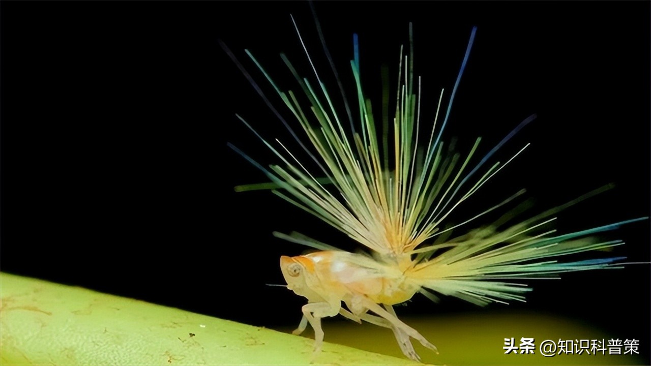 地球上有发现特别像外星人的生物,地球上的神秘巨型外星生物