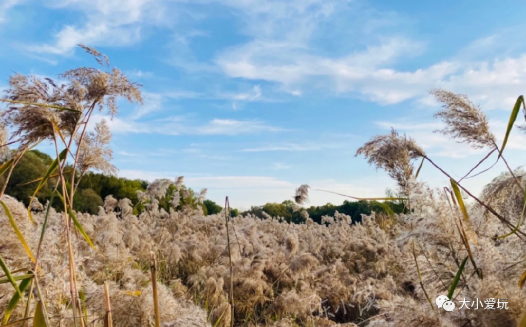 北京赏秋打卡地银杏大道,北京10条最值得打卡赏红叶线路