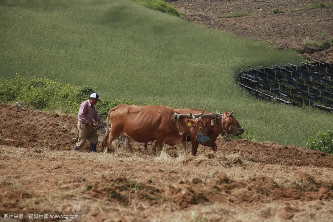 牛是人类最好的朋友,牛为什么是人类好朋友