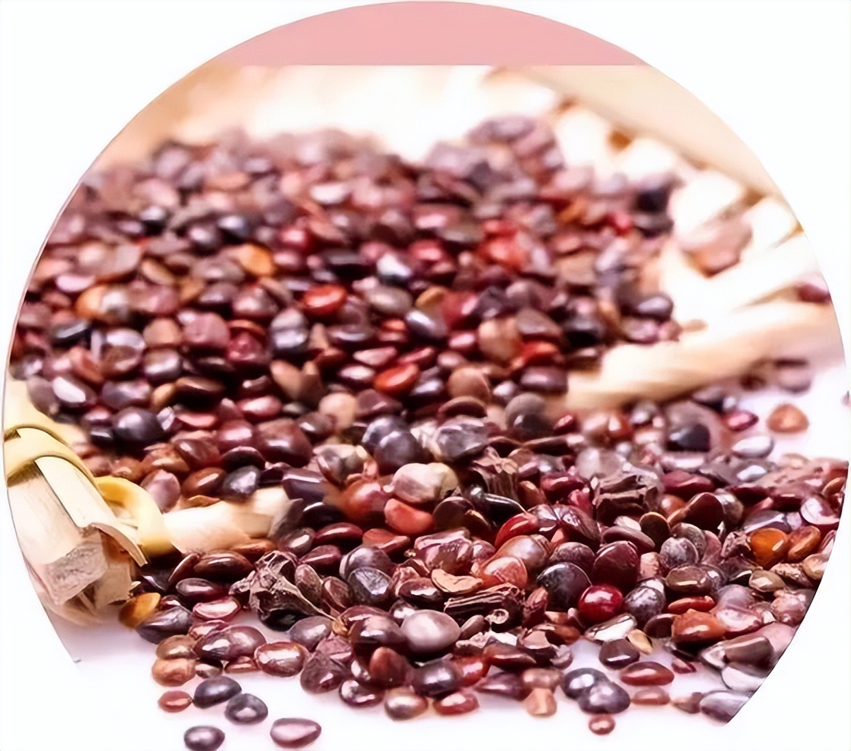 枳椇子的解酒功效,解酒药枳椇子怎么使用