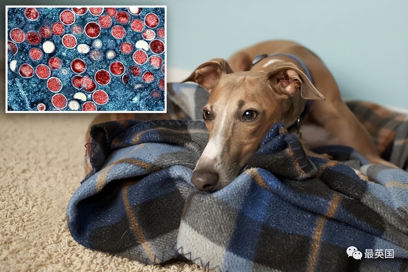 omicron鍥戒骇鐤嫍,omicron鐤嫍