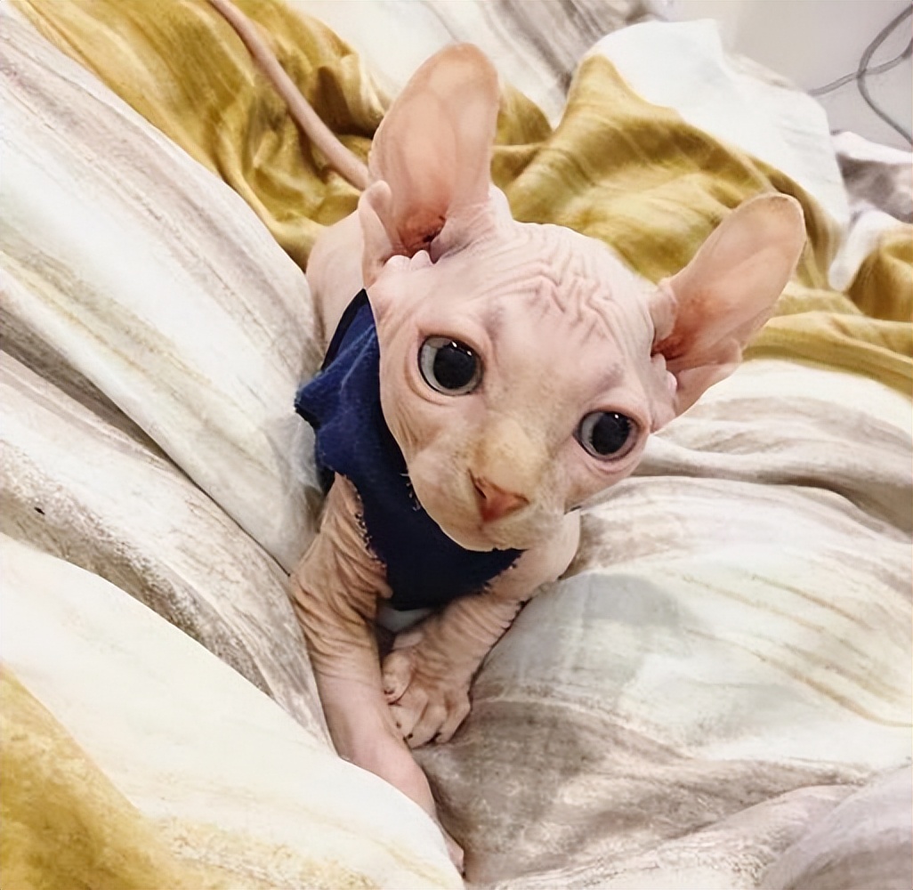 寿命最短的猫排名,寿命最短的猫