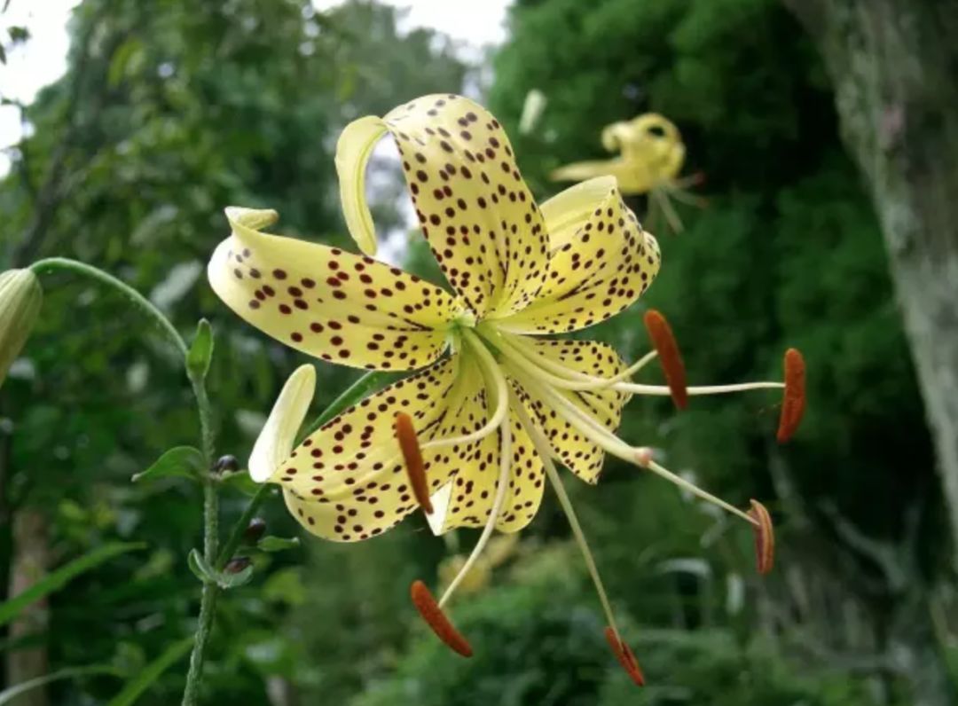 百合种类名称及图片及花语,可以入药的百合品种