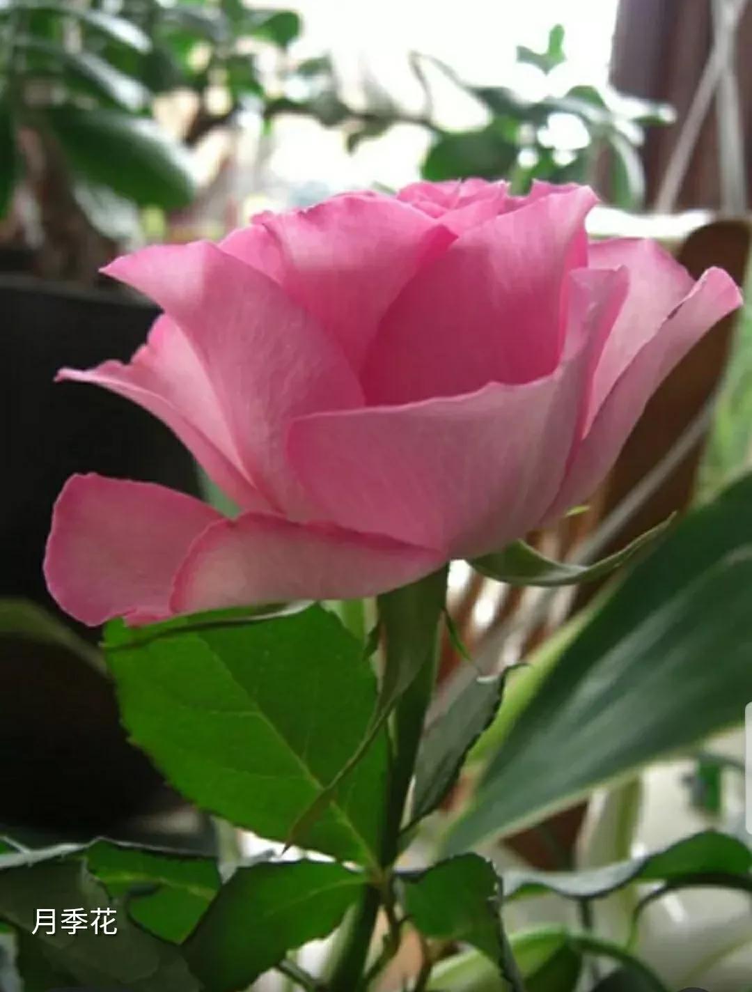 月季蔷薇玫瑰三者的区别图,蔷薇月季玫瑰的区别和联系