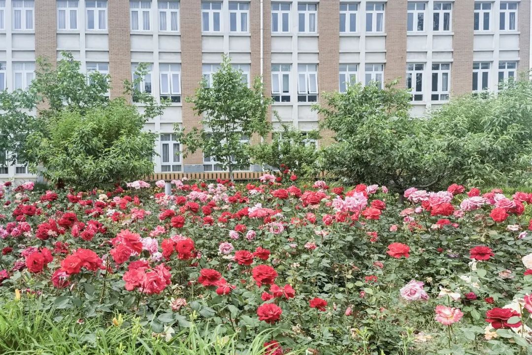 打卡海淀区名校—北京翠微小学温泉分校！小海螺数字课堂来了！