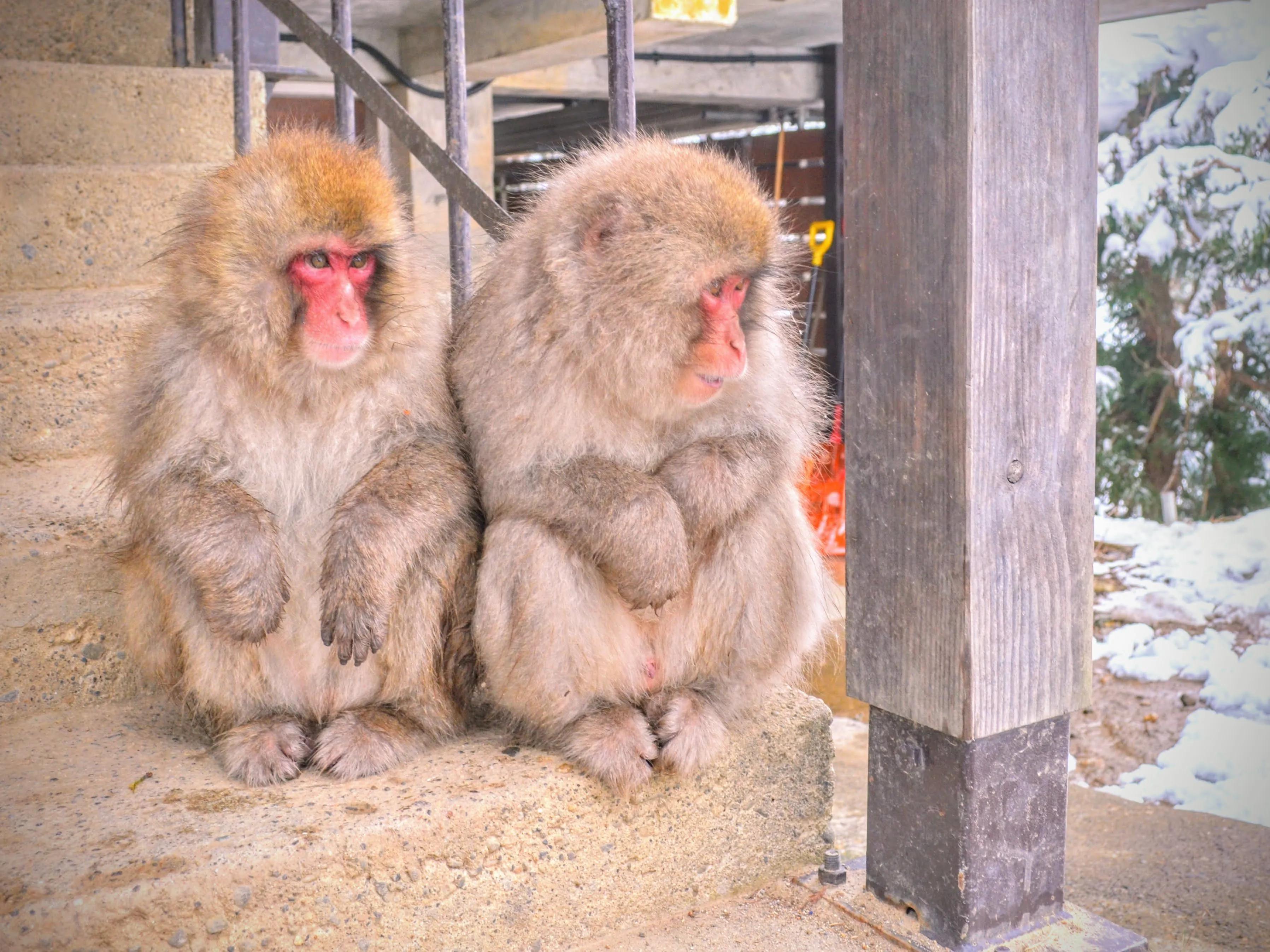 自然世界日本雪猴,日本猴子泡温泉