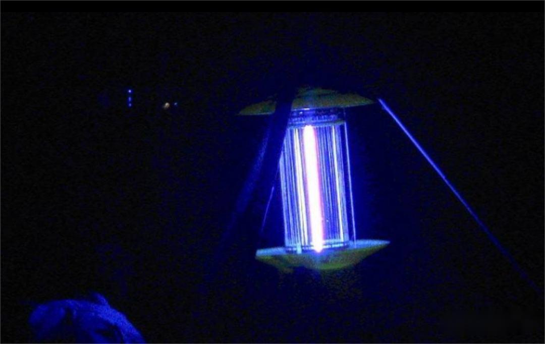 阳彩臂金龟为什么会灭绝,阳彩臂金龟真的灭绝了吗