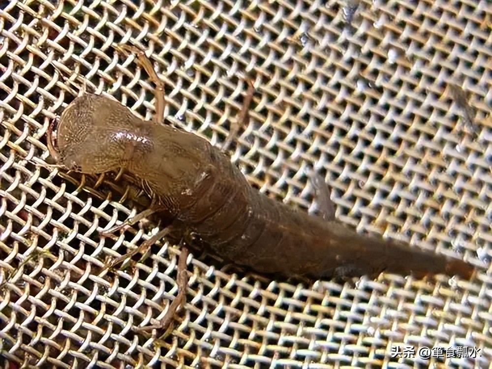 龙虱和水龟虫图片,龙虱幼虫水蜈蚣药用价值