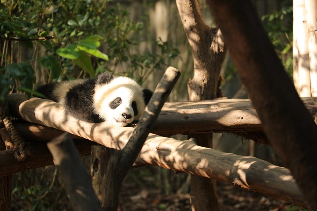 一花一世界一叶一菩提视频,一花一世界一叶一菩提歌词