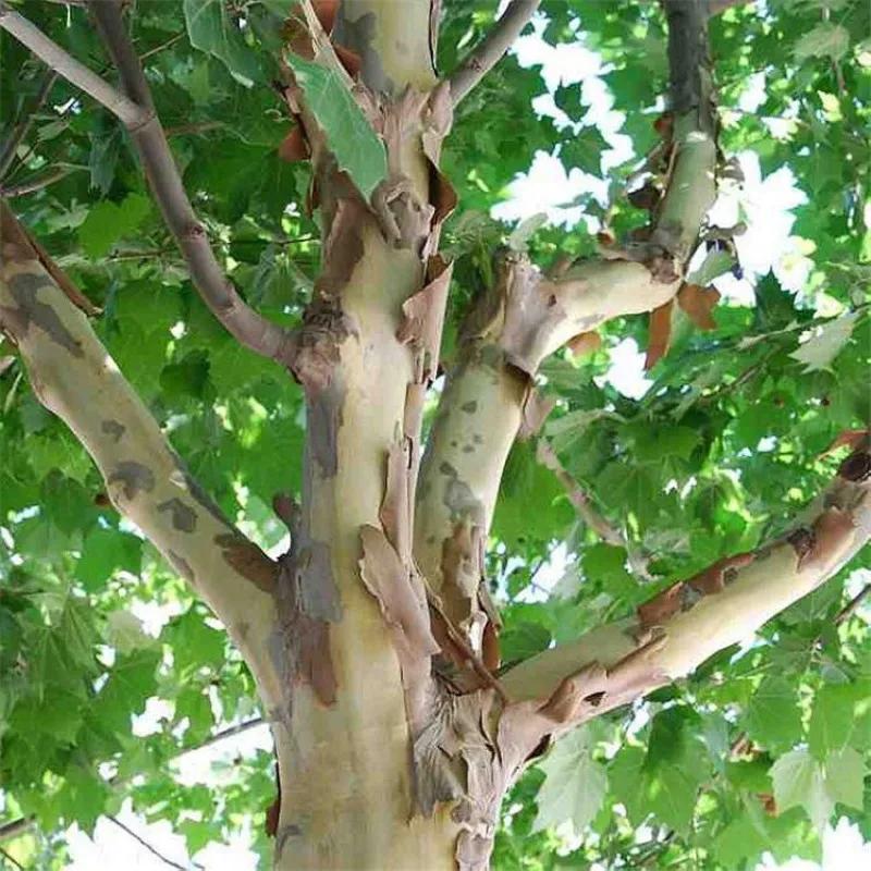 乡村乡情的记忆,3乡村小学的故事