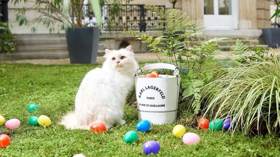 刘雯邓文迪,邓文迪杨紫琼