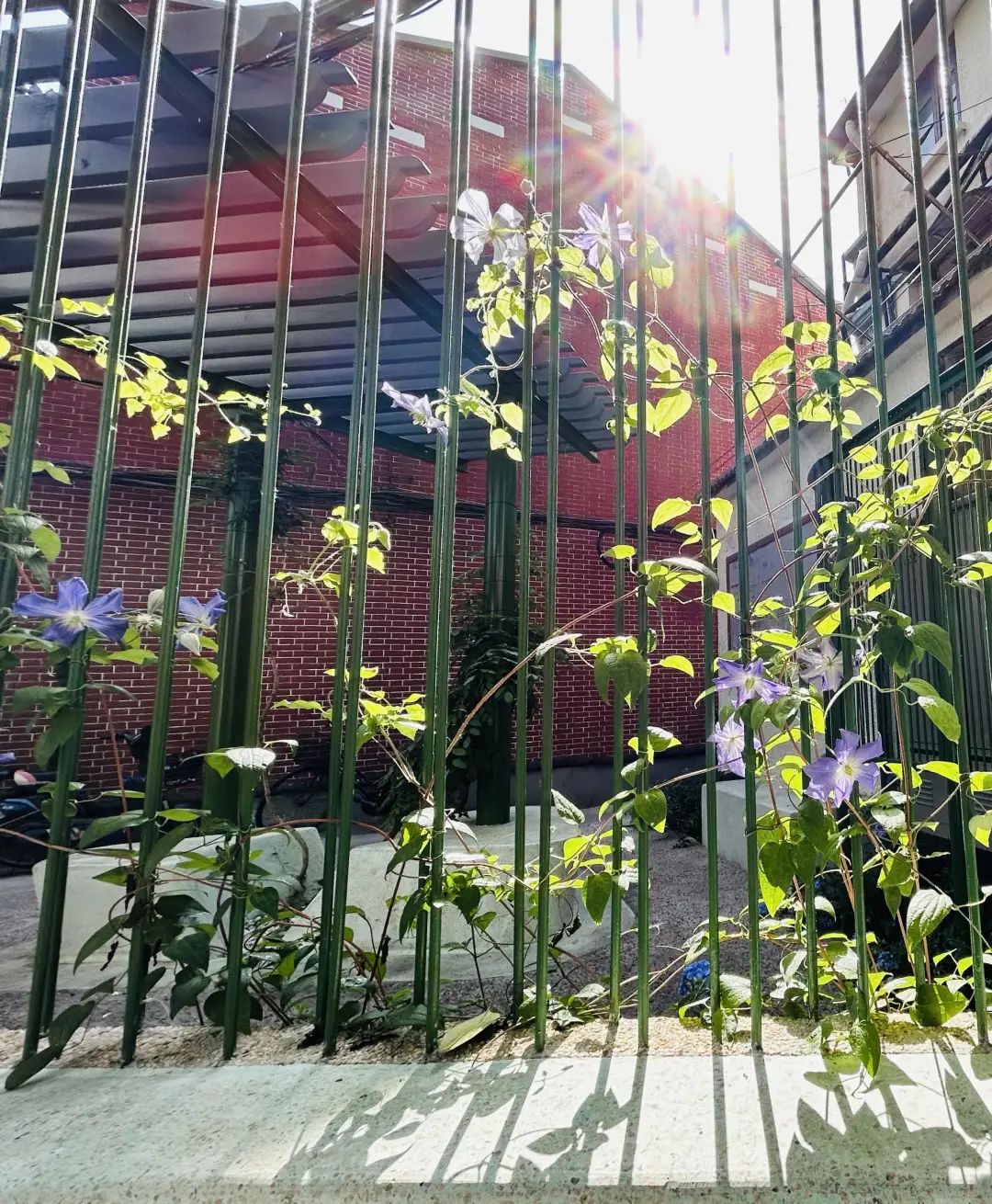 全区唯一!这个有4312棵行道树的街道,厚植梧桐街区绿色生态!