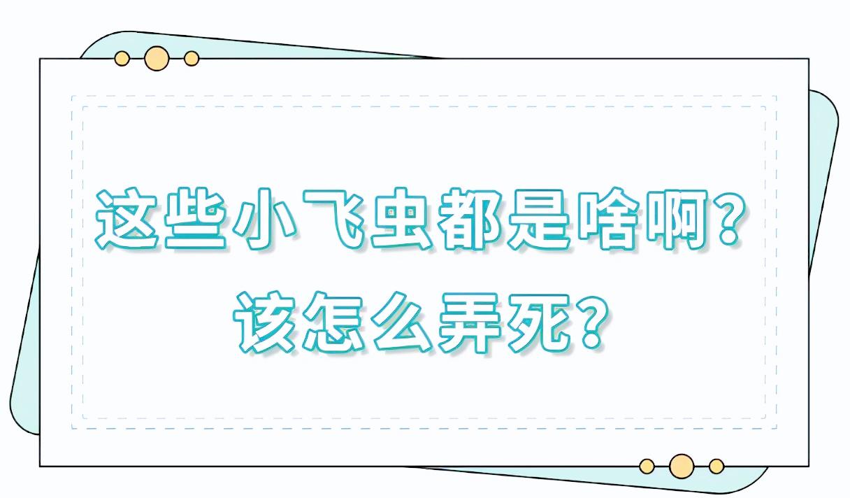 春天了家里好多虫子怎么办,春天来了家里有很多小虫怎么办