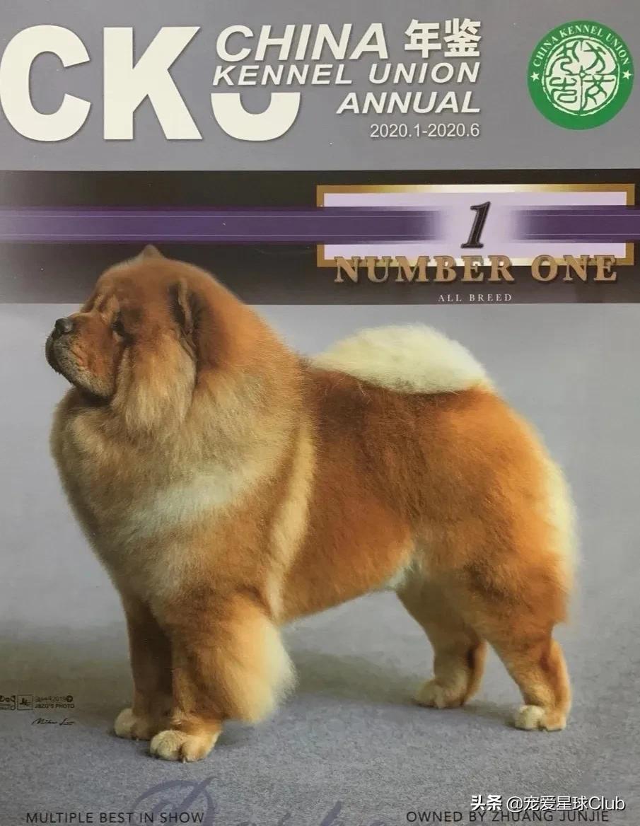 松狮犬是大型犬吗,熊仔松狮犬