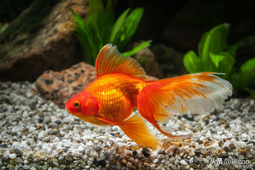 家庭宠物哪个好养活,好玩又好养活的宠物