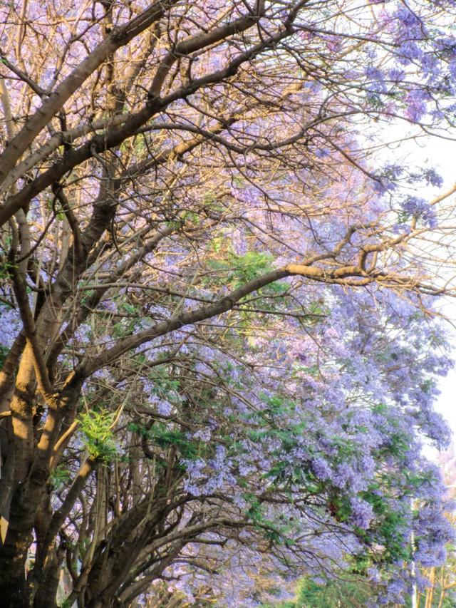 昆明蓝花楹最佳观赏期,颜值爆表昆明十大蓝花楹打卡指南