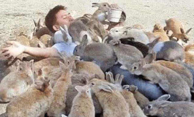 澳洲野兔泛滥成灾到底有多疯狂,澳洲野兔泛滥最严重的地区