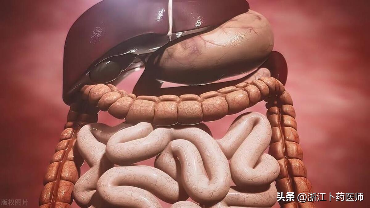 为什么说肠道是人类的第二个大脑,肠道神经系统是第二大脑吗