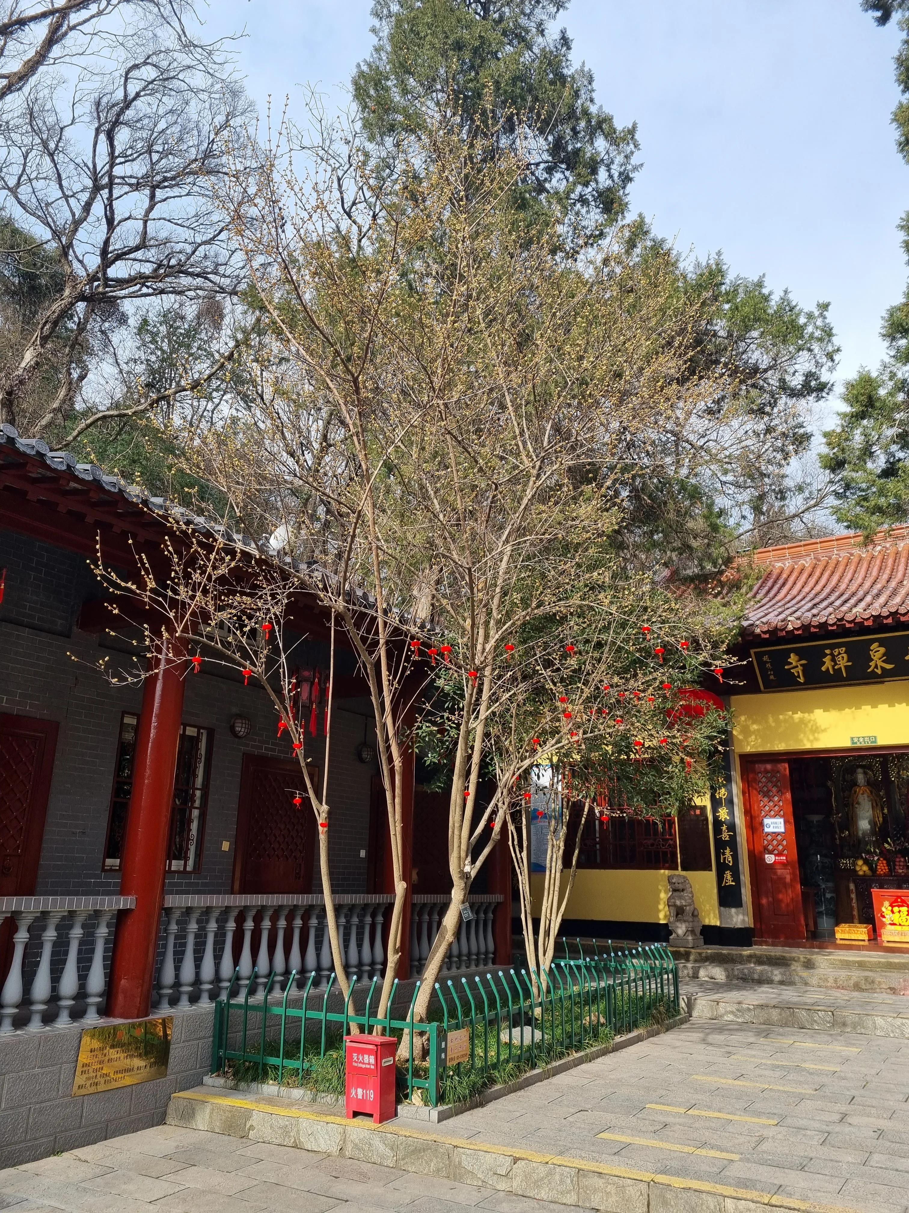 南京龙泉寺。寺里有一棵唐朝的腊梅树。