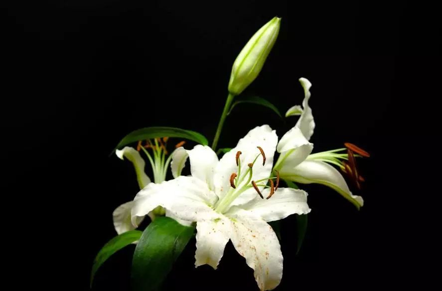 百合花花语大全唯美诗句,赞美百合花诗句经典名句