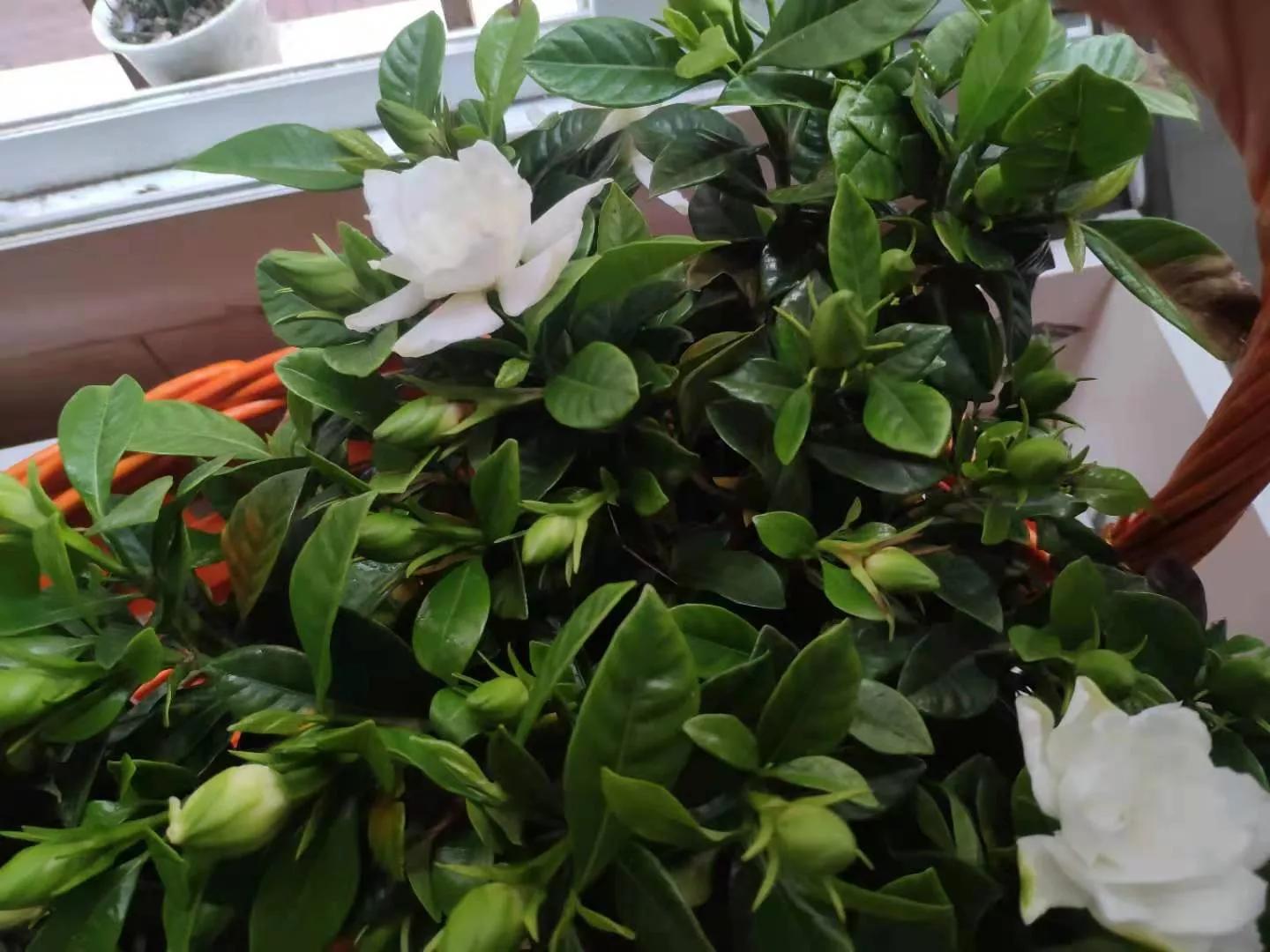 女人结婚多年无法怀孕，在一次同学聚会中，怀上了人家老公的孩子