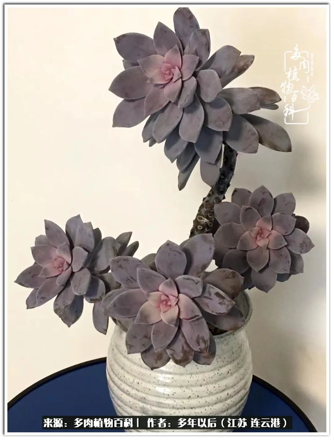 我若不弃，愿你不负我所期