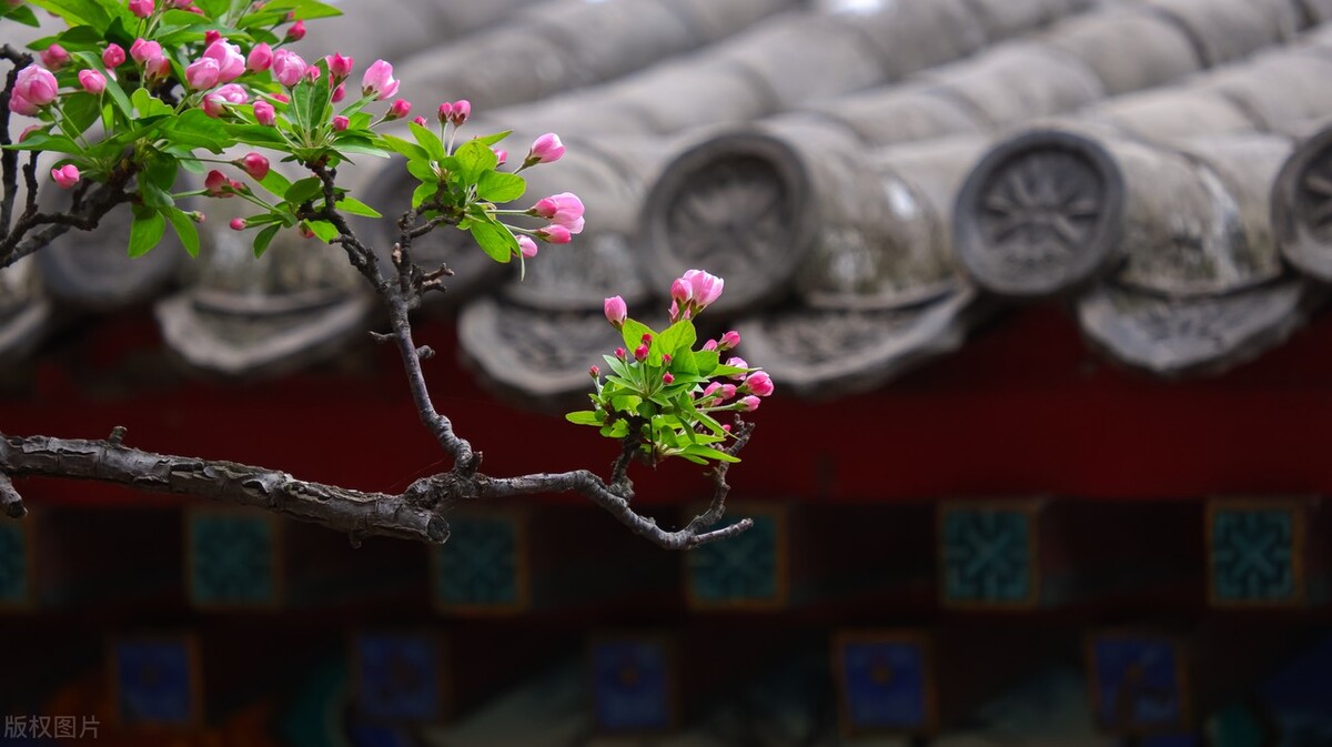 室外冻不死的十种花草,零下30度冻不死的露台植物