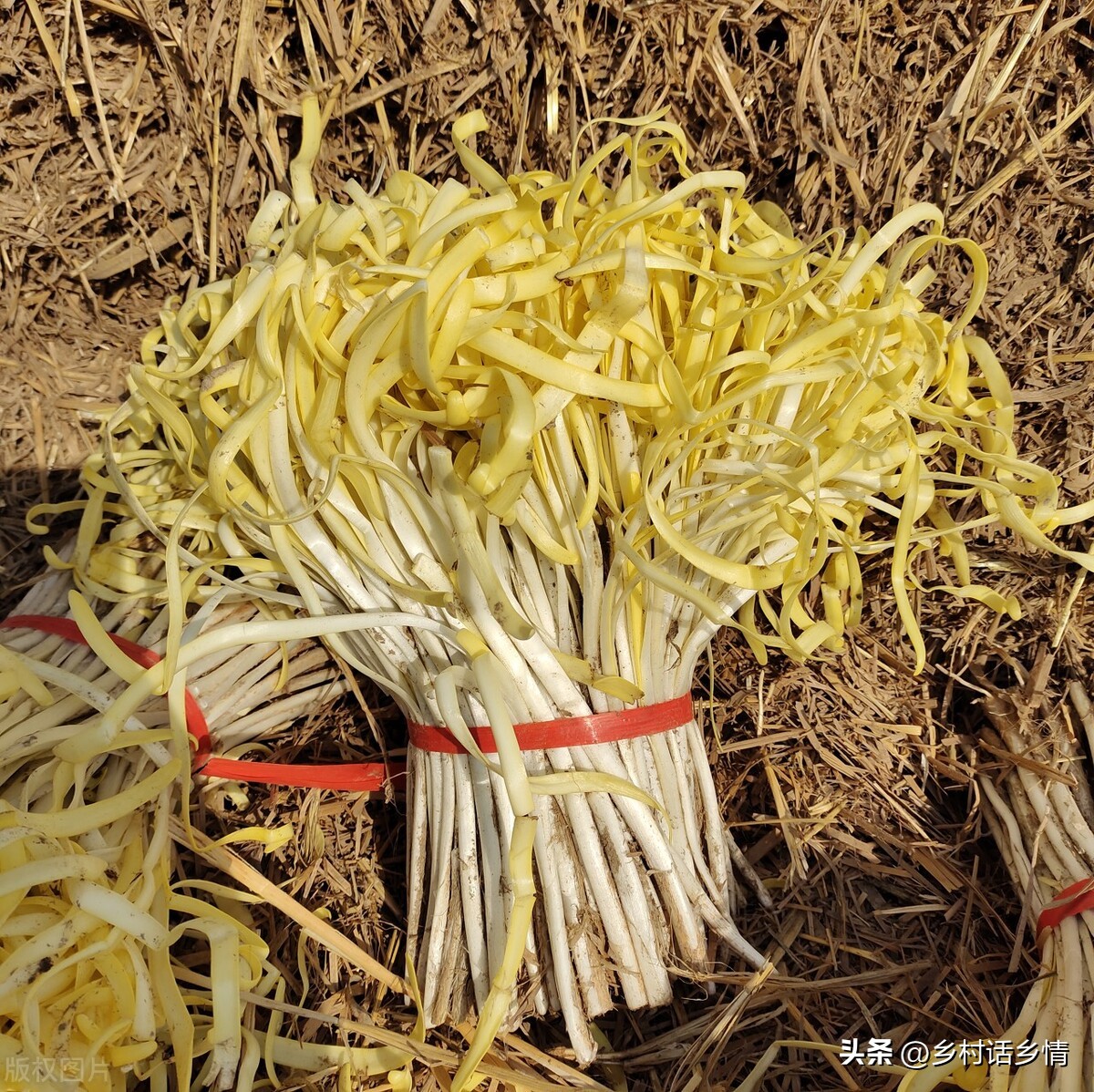 什么方法种韭黄好吃又简单,自制韭黄是怎么种出来的