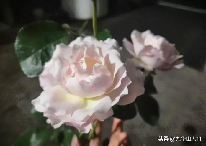常见丰花月季品种一览,阳台盆栽丰花月季什么品种最好