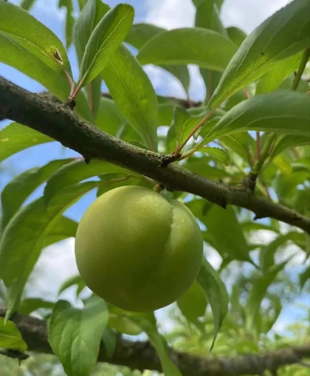 带你尝遍各种高端水果,中国最喜欢吃的高端水果