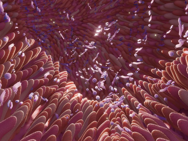 大白菜乳酸菌发酵,白甘蓝与紫甘蓝